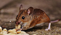 24 Hour & Emergency Exterminators in Woodland, AL